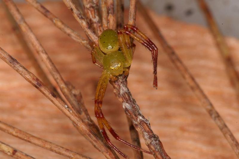 Diaea_evanida_D7803_Z_89_North Stradbroke island_Australie.jpg